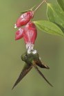 Buff-tailed coronet hummingbird feeding at flowers while flying, close-up. — Stock Photo