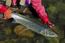 Close-up of man holding caught fish, Dean River, British Columbia, Canada — Stock Photo