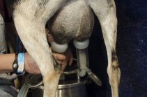 Primo piano delle mani dell'agricoltore mungitura capra nel fienile — Foto stock