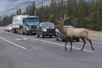 Дикий лось пересекает шоссе с автомобилями в национальном парке Джаспер, Альберта, Канада — стоковое фото