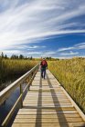 Visão traseira do caminhante masculino andando no Ominik Marsh Boardwalk, Riding Mountain National Park, Manitoba, Canadá — Fotografia de Stock