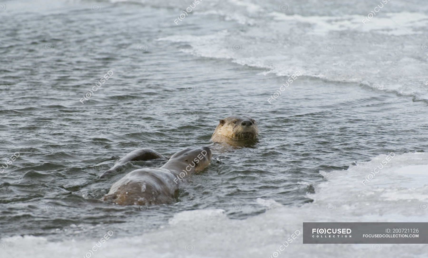 River otters swimming in Waterton River, Waterton Lakes National Park