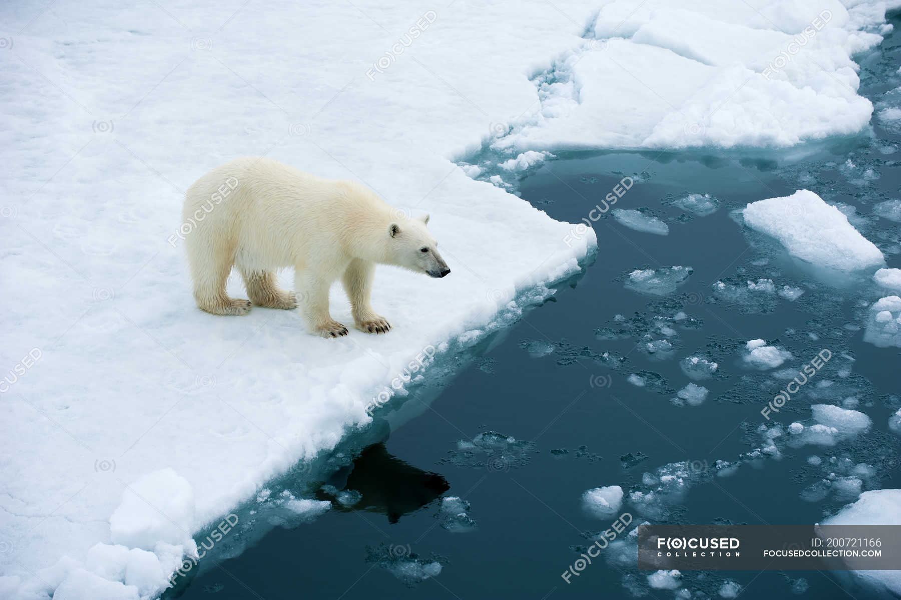 Polar bear looking into water on pack ice, Svalbard Archipelago