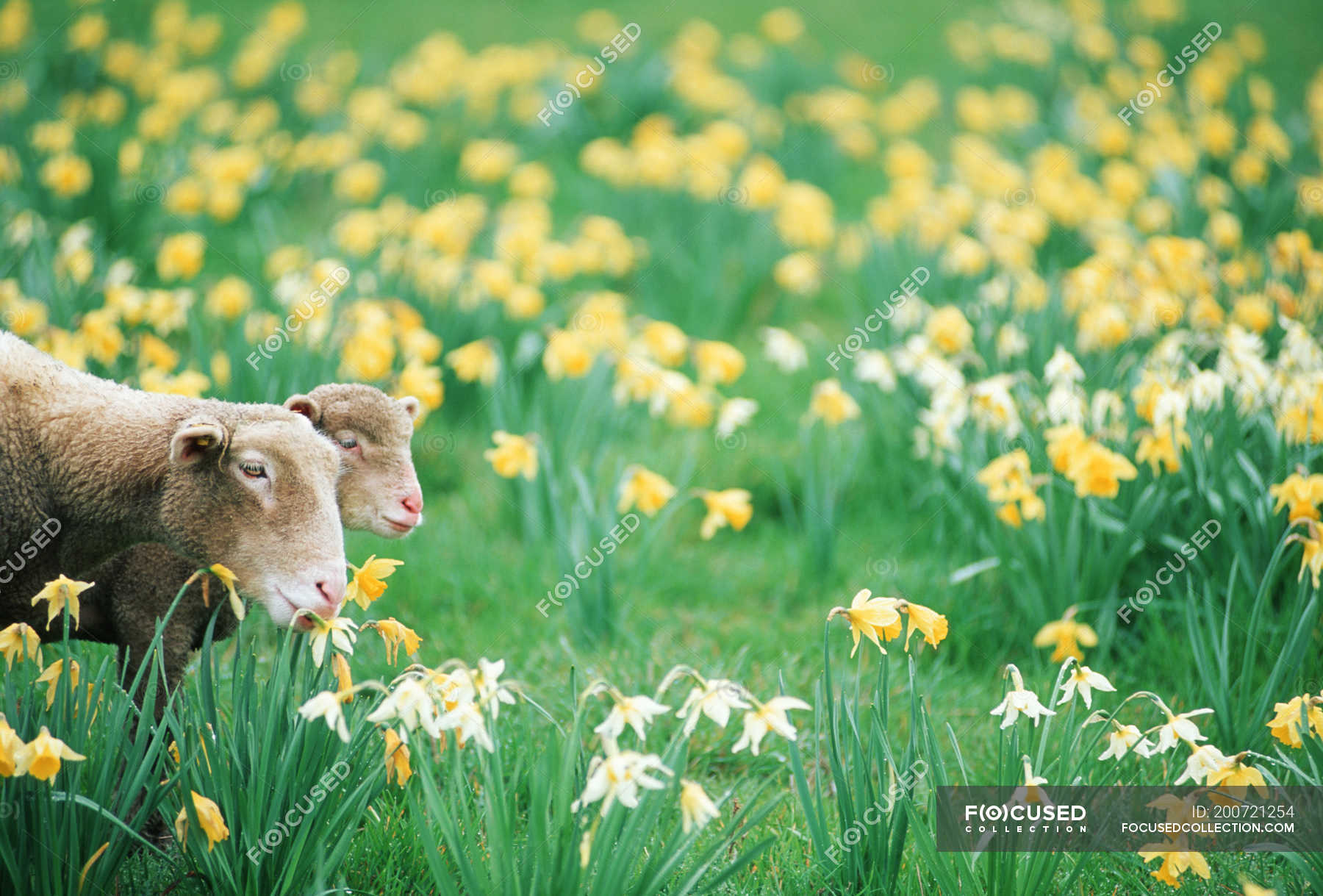 Sheep and lamb in field of daffodils, Vancouver Island, British