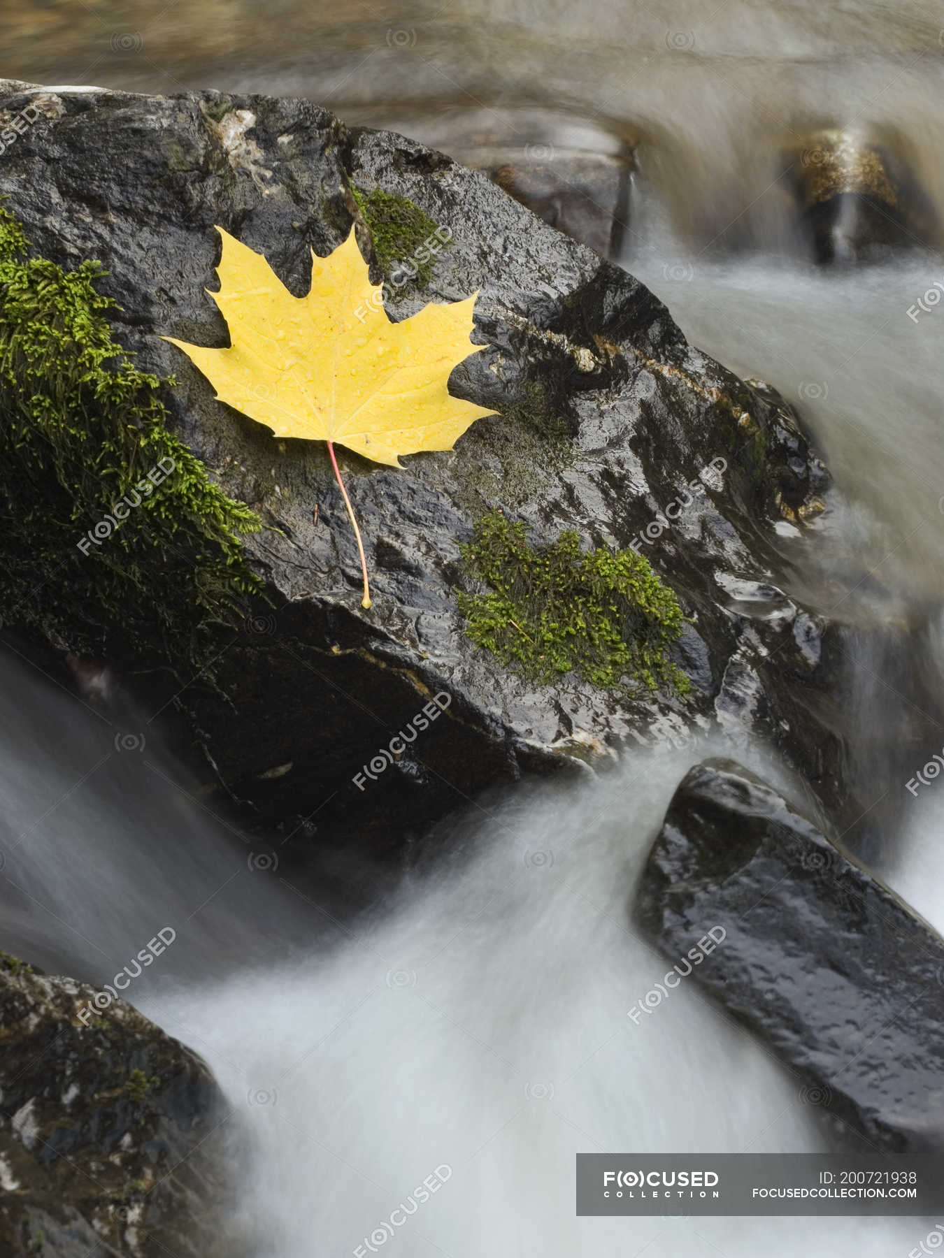 Close Up Of Maple Leaf On Rock In Stream Seasonal Rainforest Stock Photo 200721938