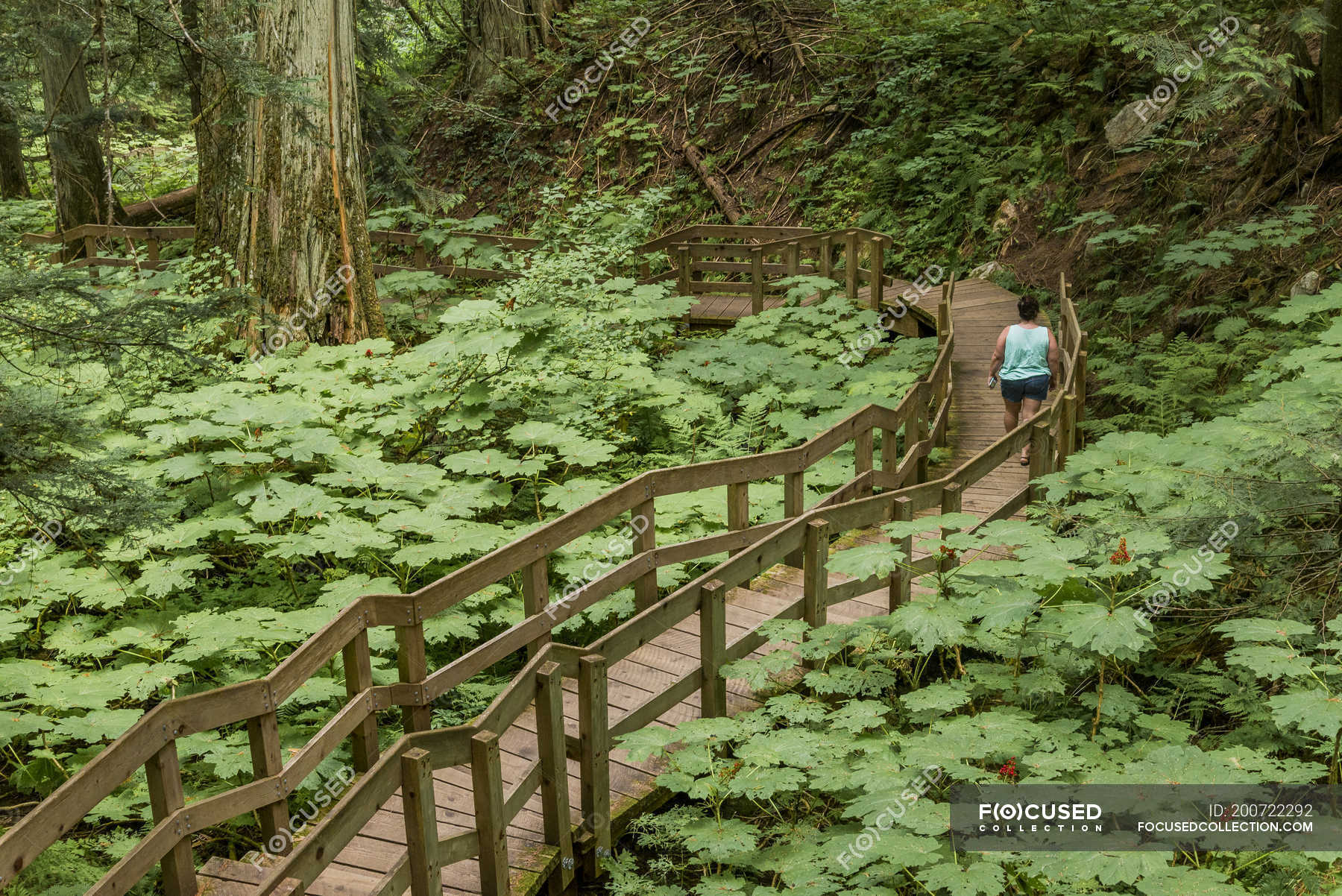 The giant cedars boardwalk trail Stock Photos, Royalty Free Images