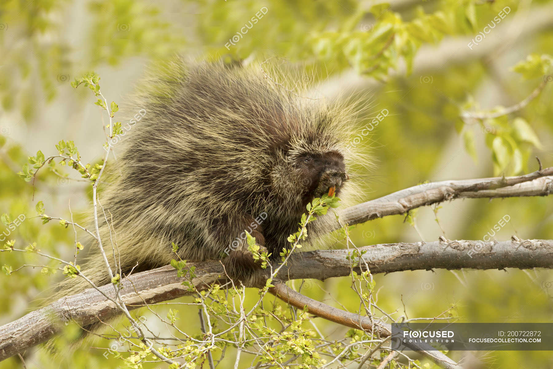 Porcupine feeding on leaves on tree in Oregon, USA — mammal, rodent Stock Photo 200722872