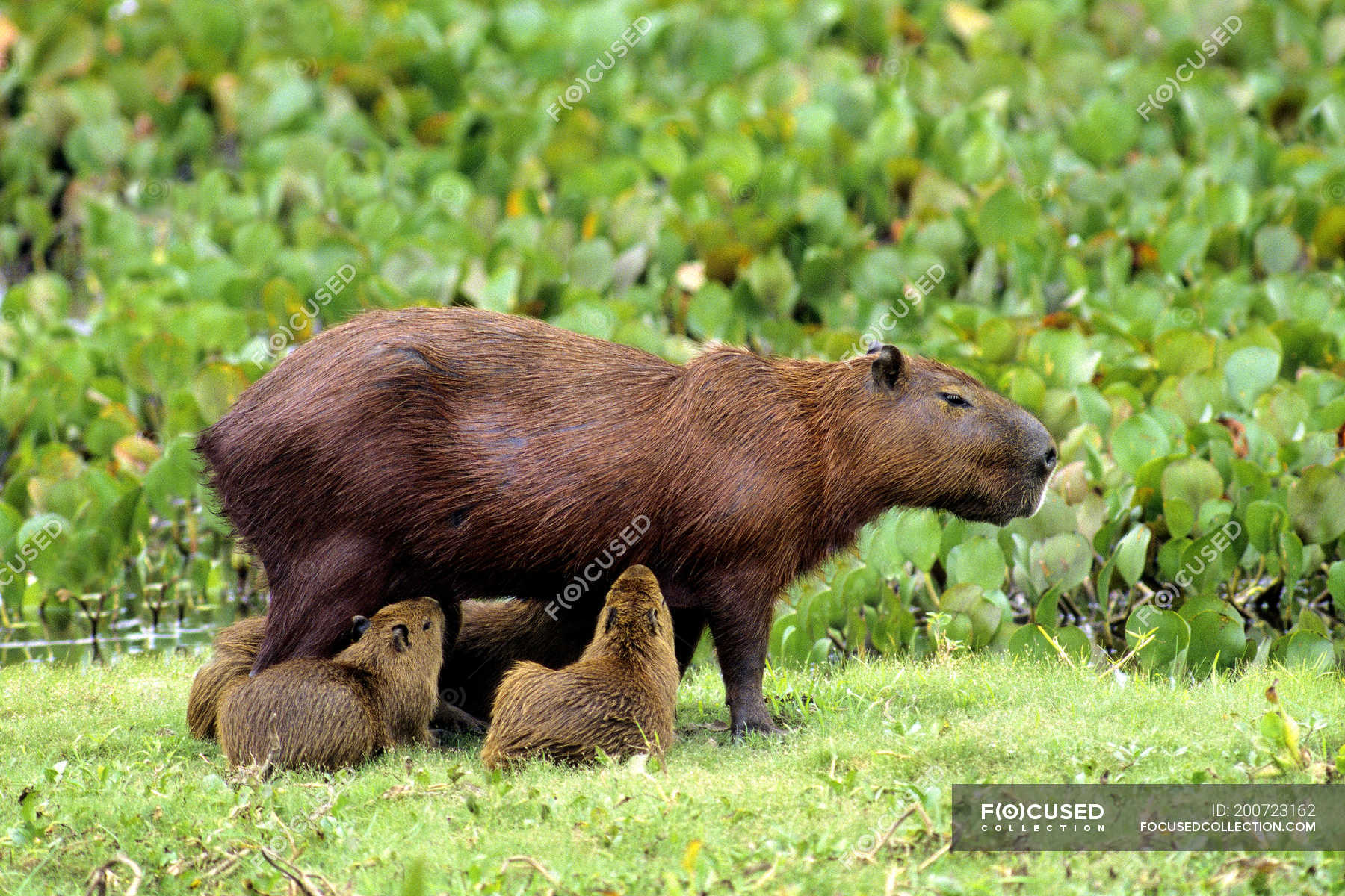 Capibara de enfermería caminando con cachorros en Brasil, América del Sur —  Animales en la naturaleza, fauna - Stock Photo | #200723162