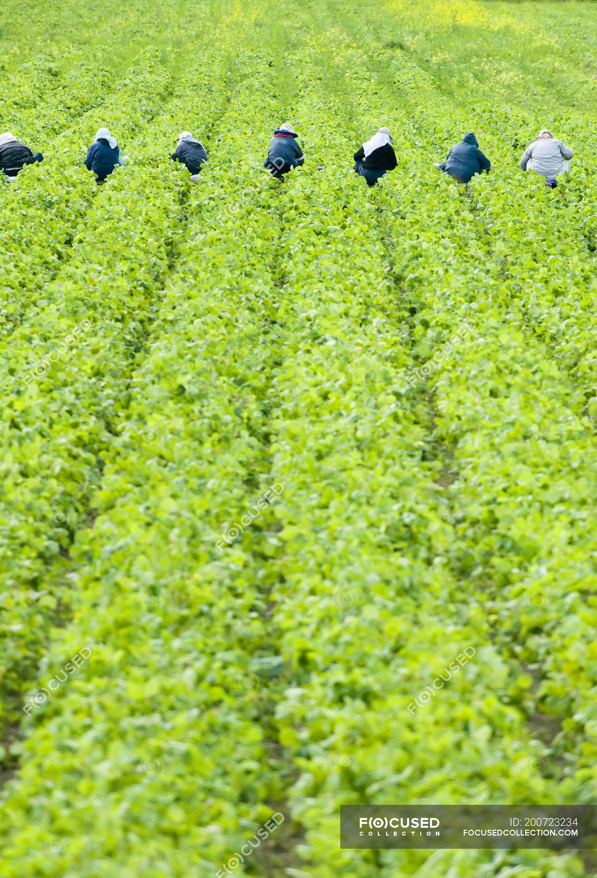 Workers picking strawberries at farm in Cowichan Valley near Duncan