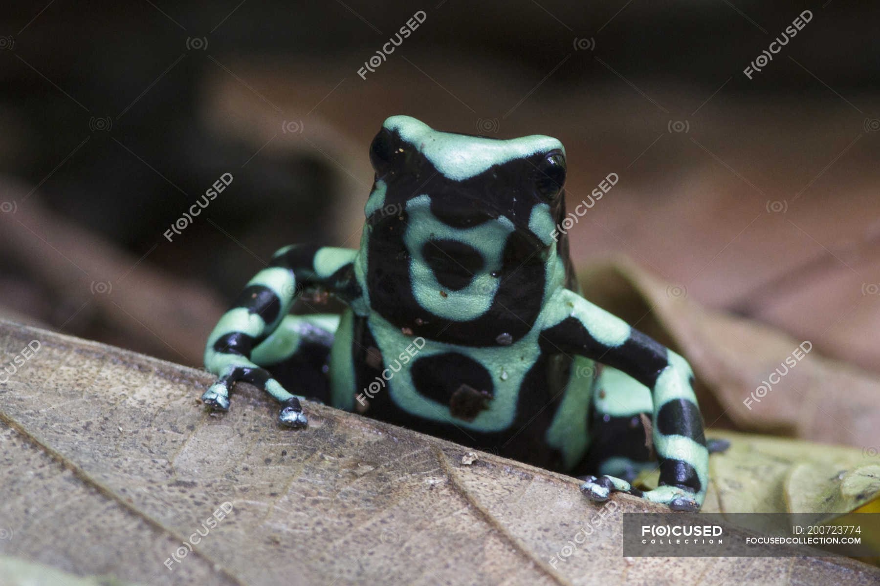 Green And Black Poison Dart Frog Perched In Leaves In Rain Forest