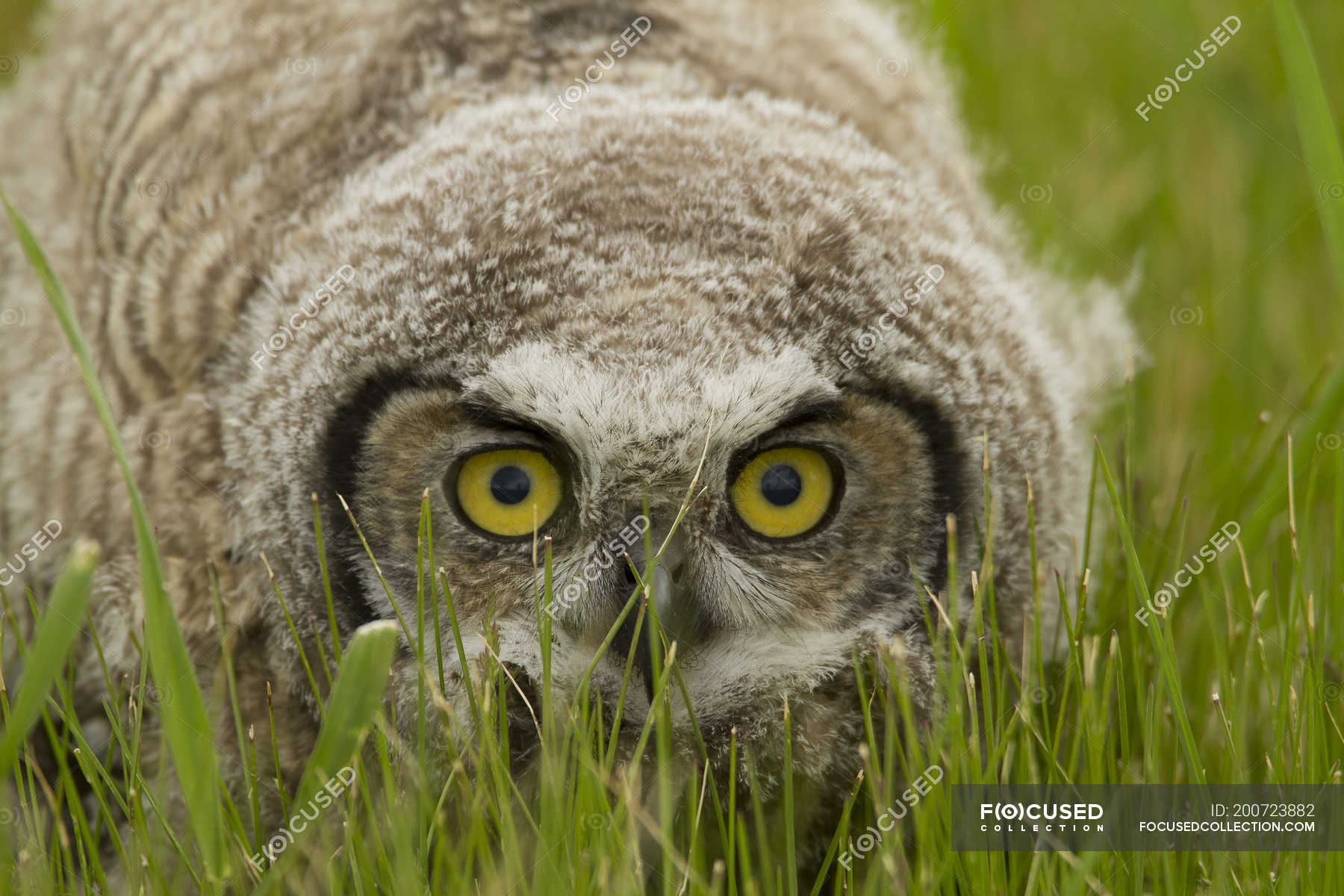 Great horned owl fledgling sitting in green grass, close-up. — bird of ...