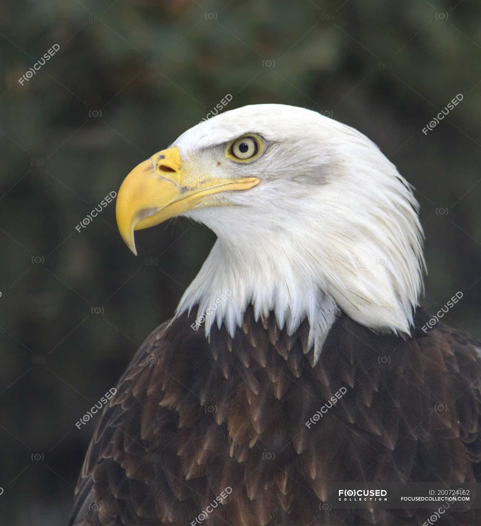 Side view of bald eagle bird sitting outdoors. — haliaeetus