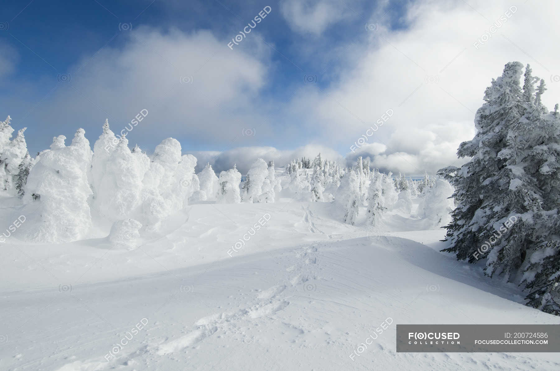 Tracks among snow ghosts at Sun Peaks Ski Resort near Kamloops, British