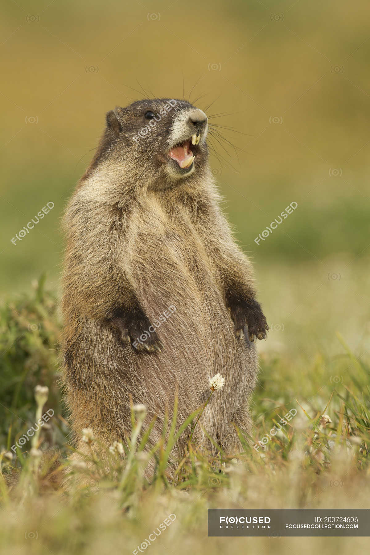 olympic marmot