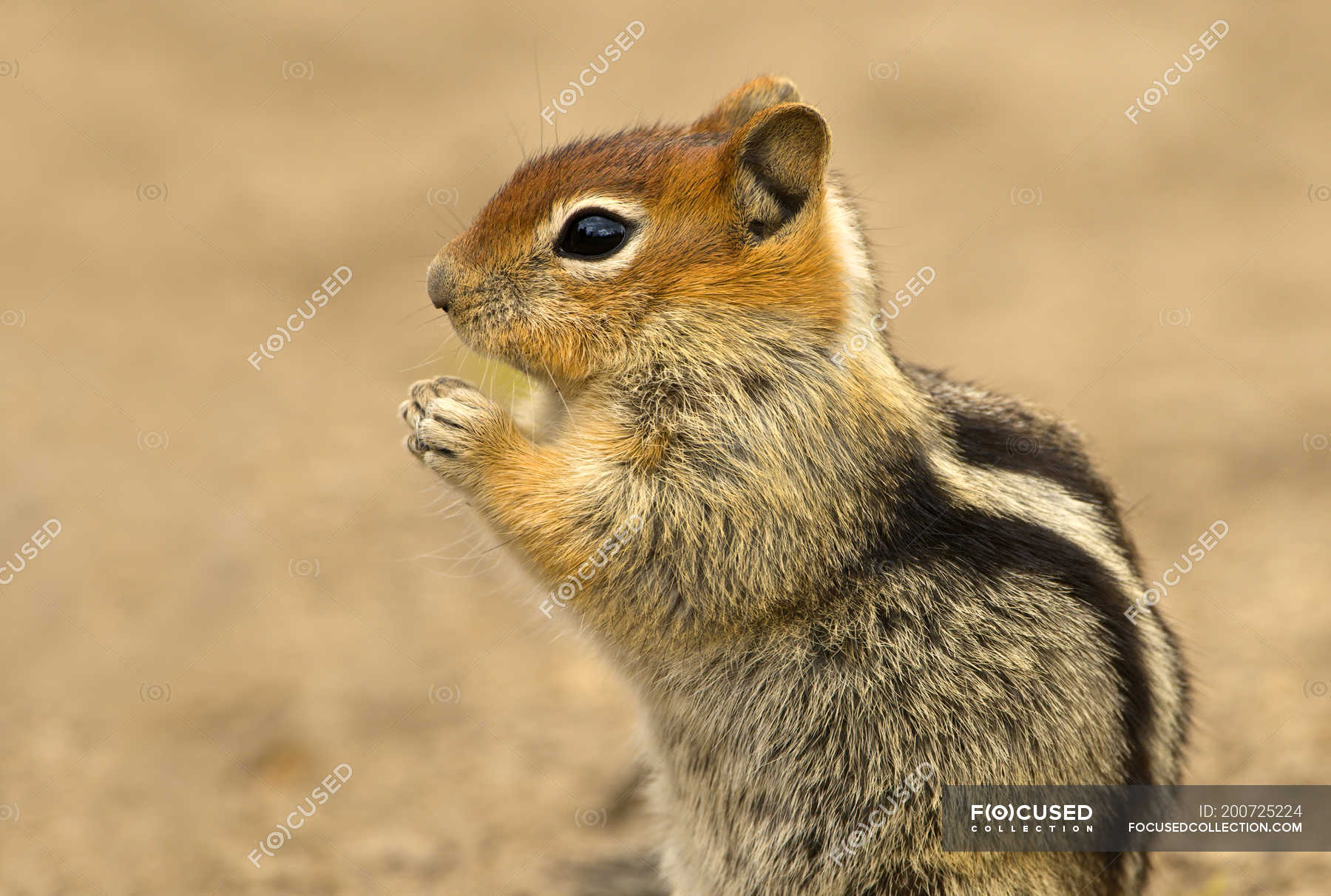 Golden-mantled ground squirrel at Deschutes National Forest, Oregon