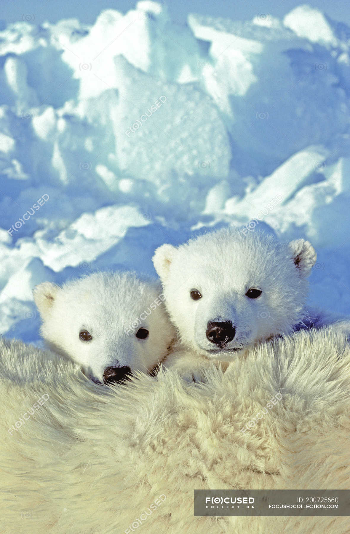 Polar bear cubs cuddling on female animal fur in snow of Arctic Canada. —  carnivorous, predators - Stock Photo | #200725660