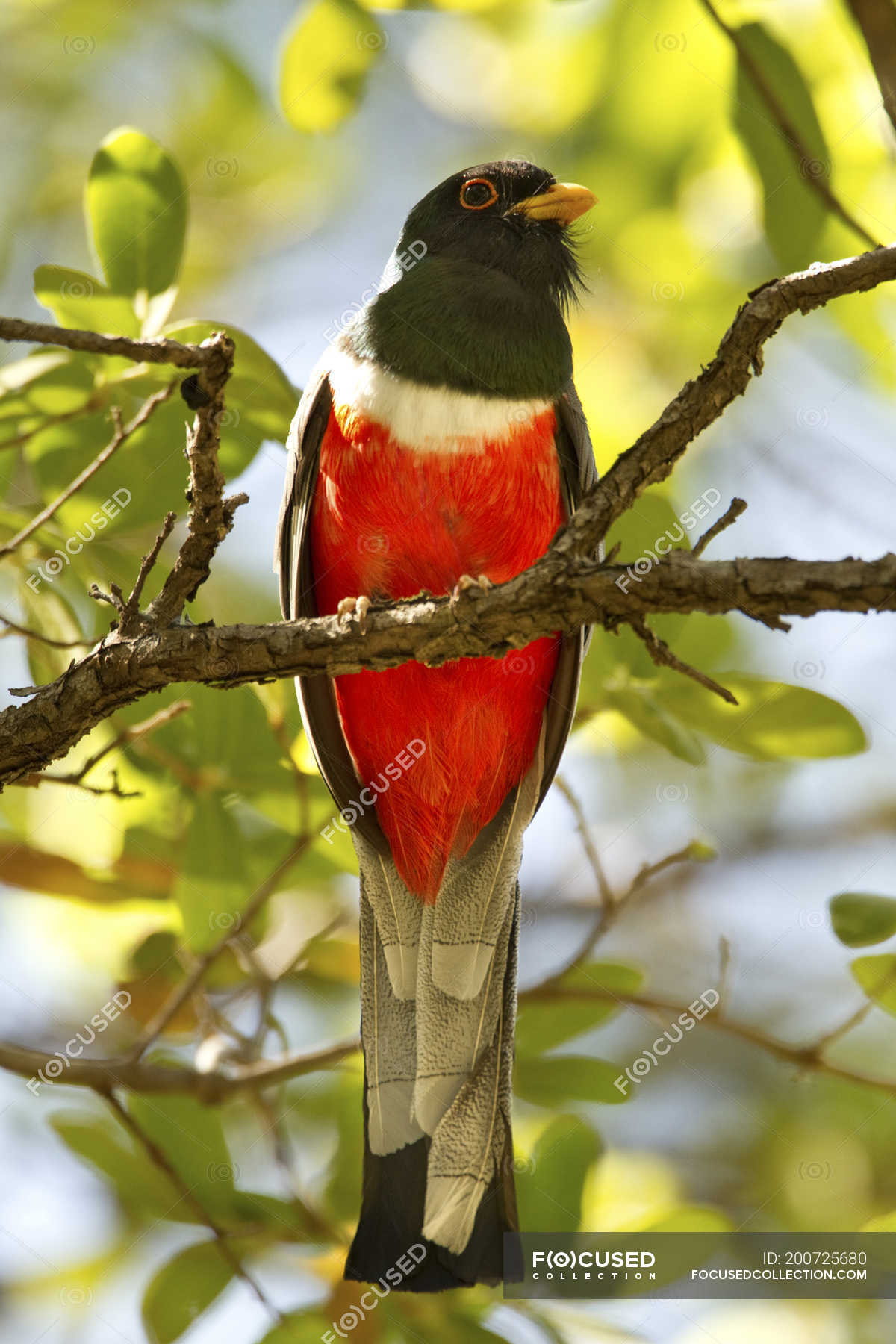 Elegant trogon bird sitting in sunlight on tree branch — daylight ...