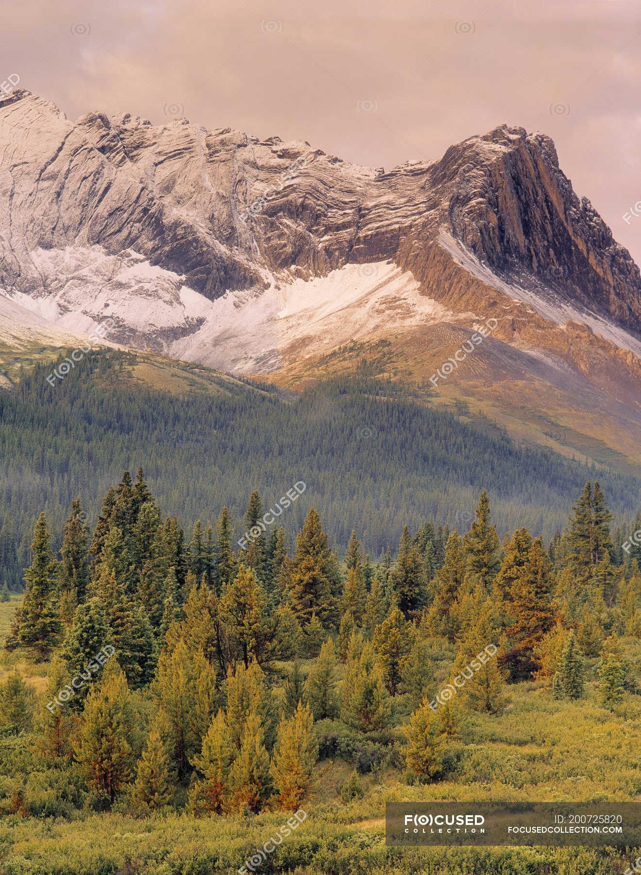 Eagle Nest Pass and woodland of Willmore Wilderness Area, Alberta ...