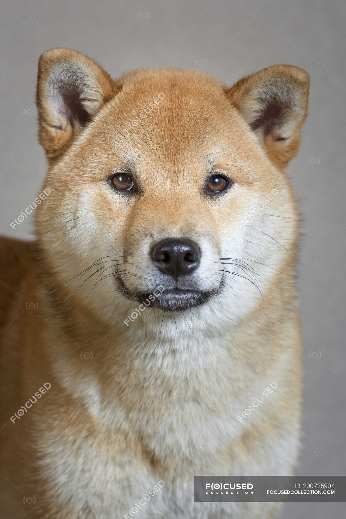 Portrait adult red Shiba dog, studio — animal, cute - Stock Photo | #200725904