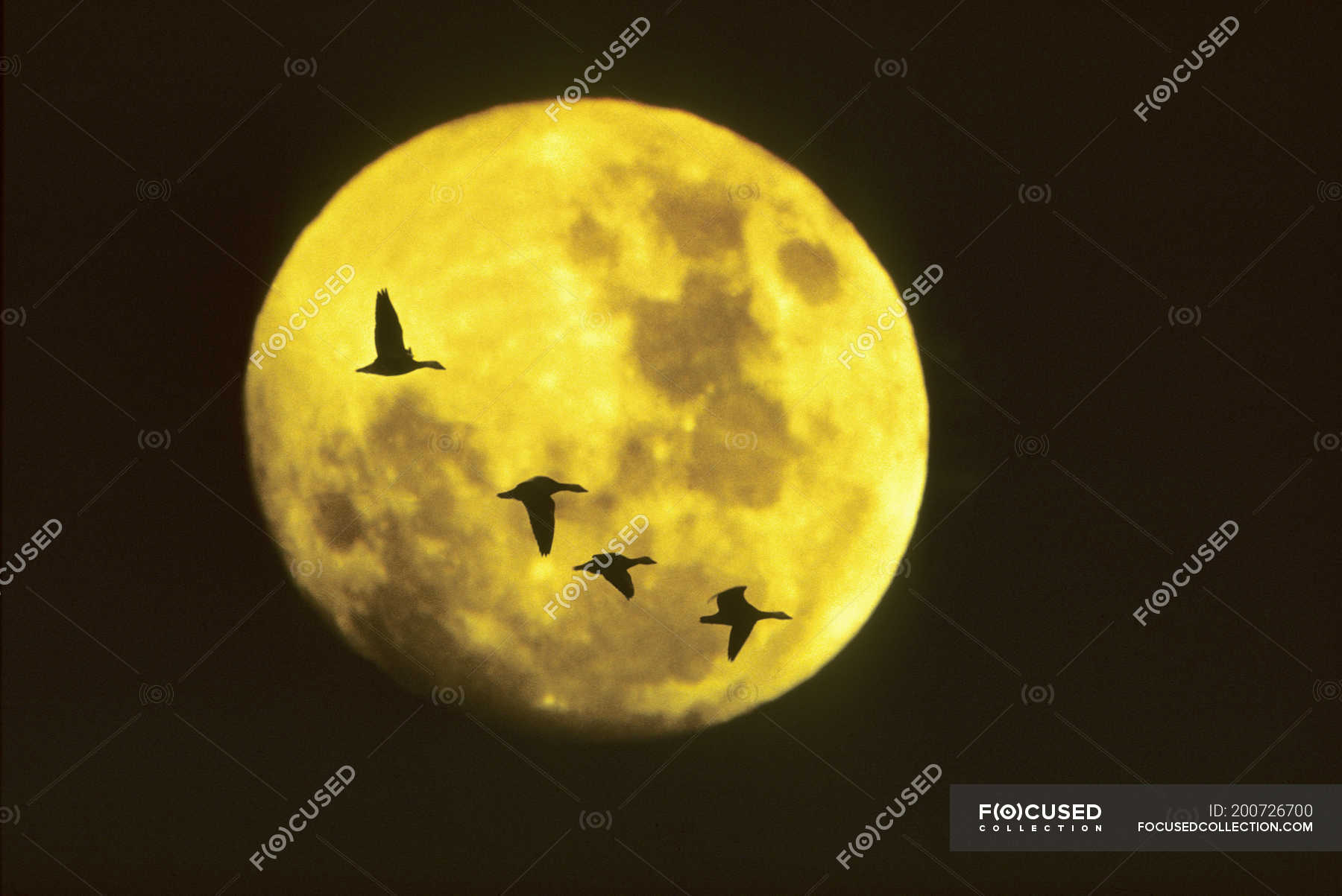 Snow geese migrating across full moon, Saskatchewan, Canada — canada