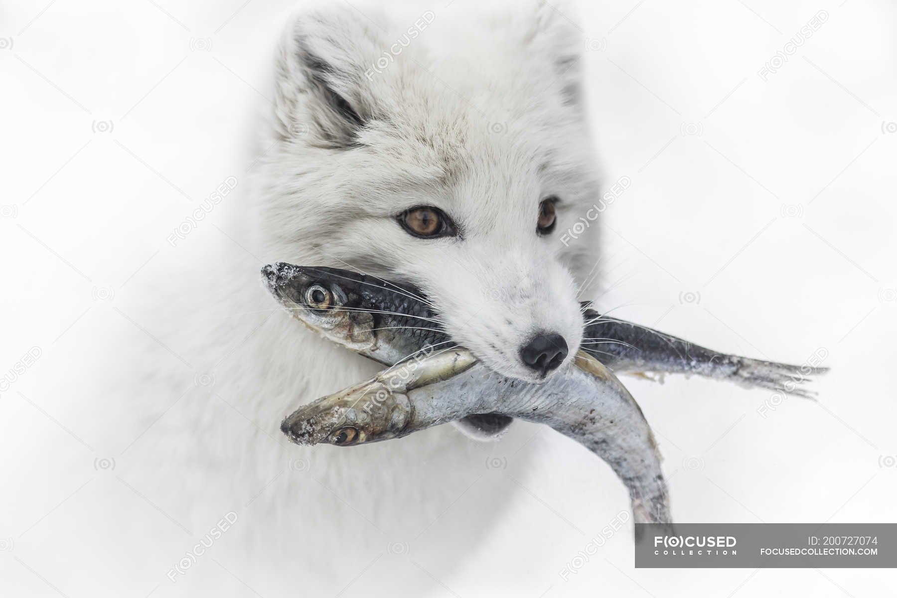 Arctic fox carrying fish in mouth, close-up. — wildlife, daytime