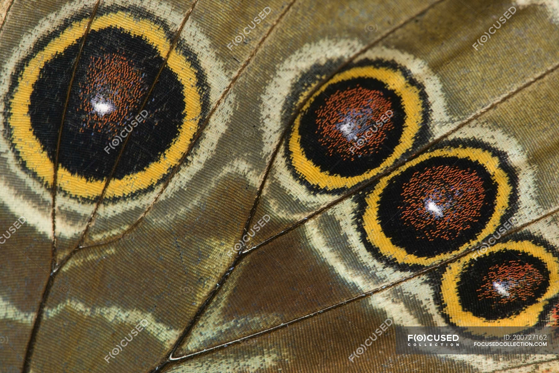 close-up-of-butterfly-wing-pattern-animal-outdoors-stock-photo