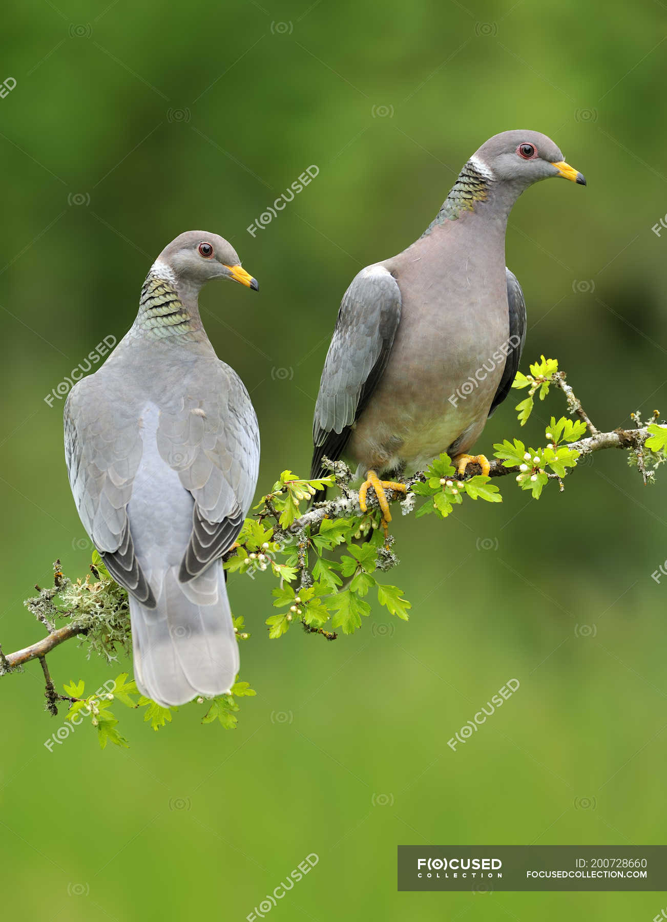 Band tailed pigeons - Stock Photos, Royalty Free Images | Focused