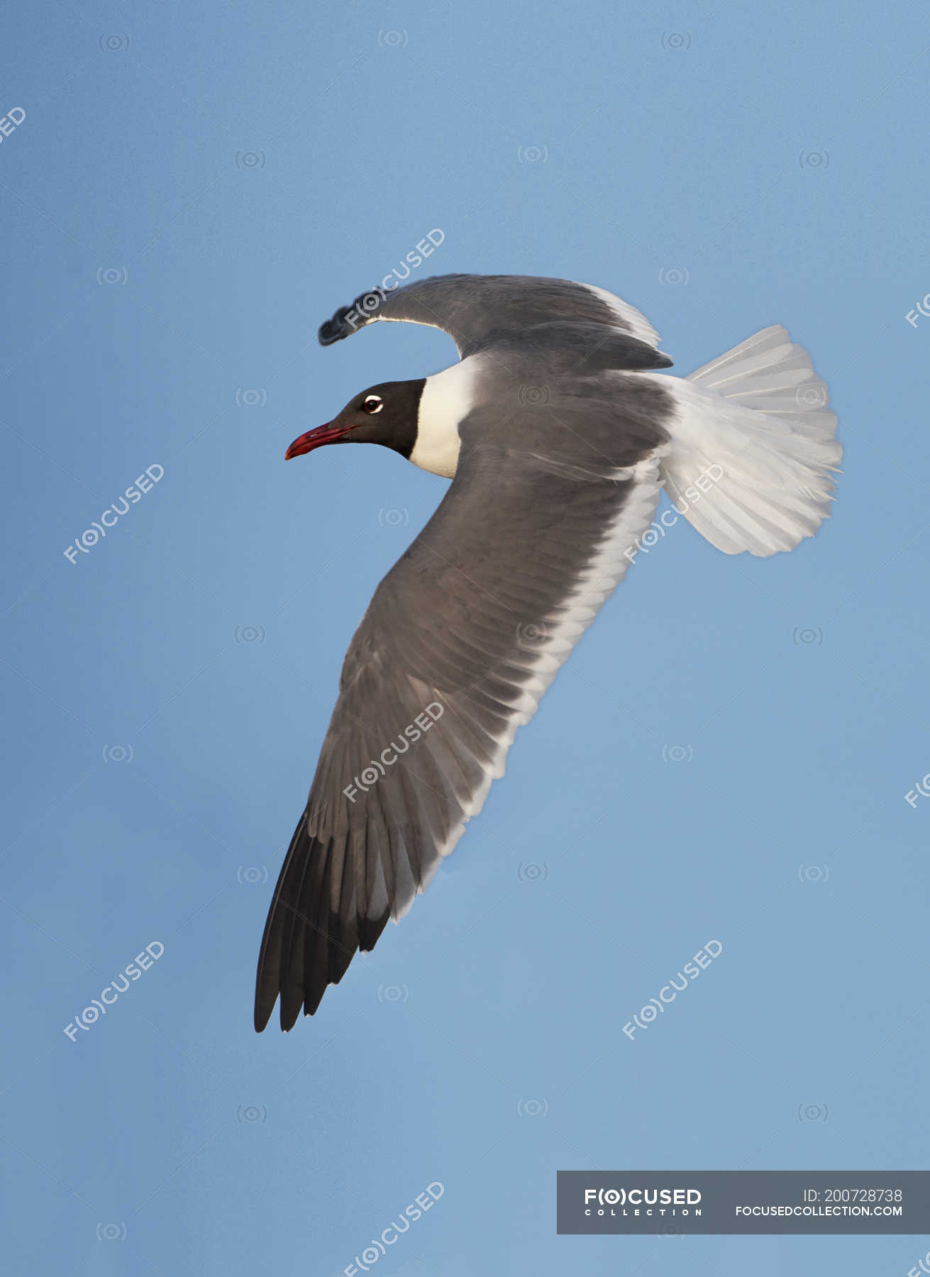 gull flying