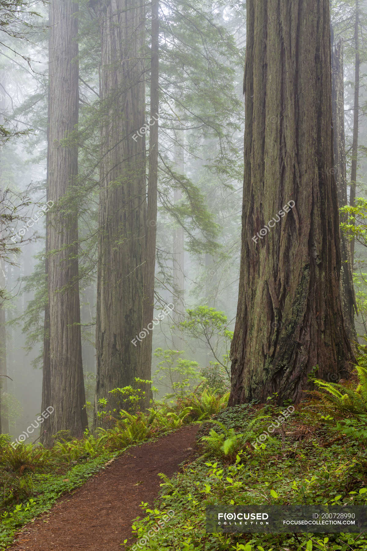 del norte coast redwoods state park