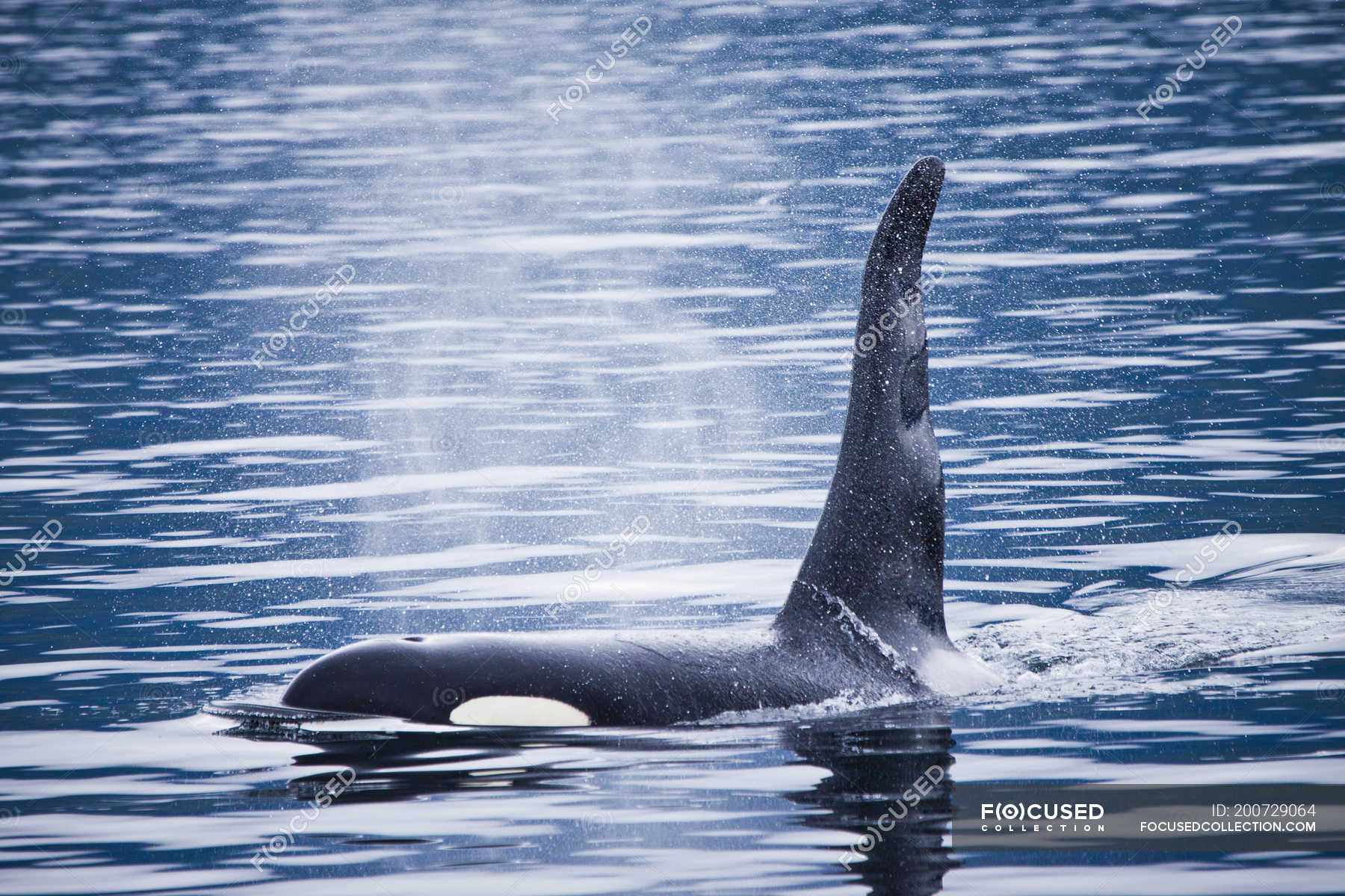 killer whales swimming