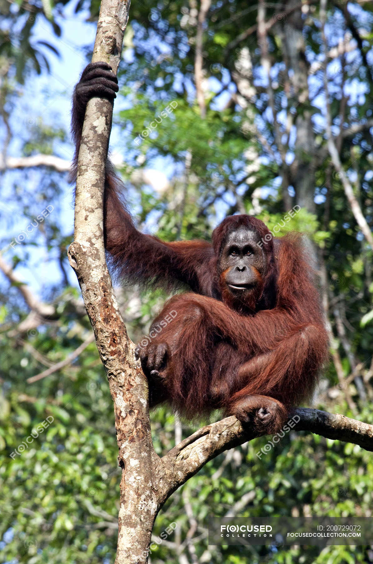  Orangutan  sitting on tree  and looking in camera in Kuching 