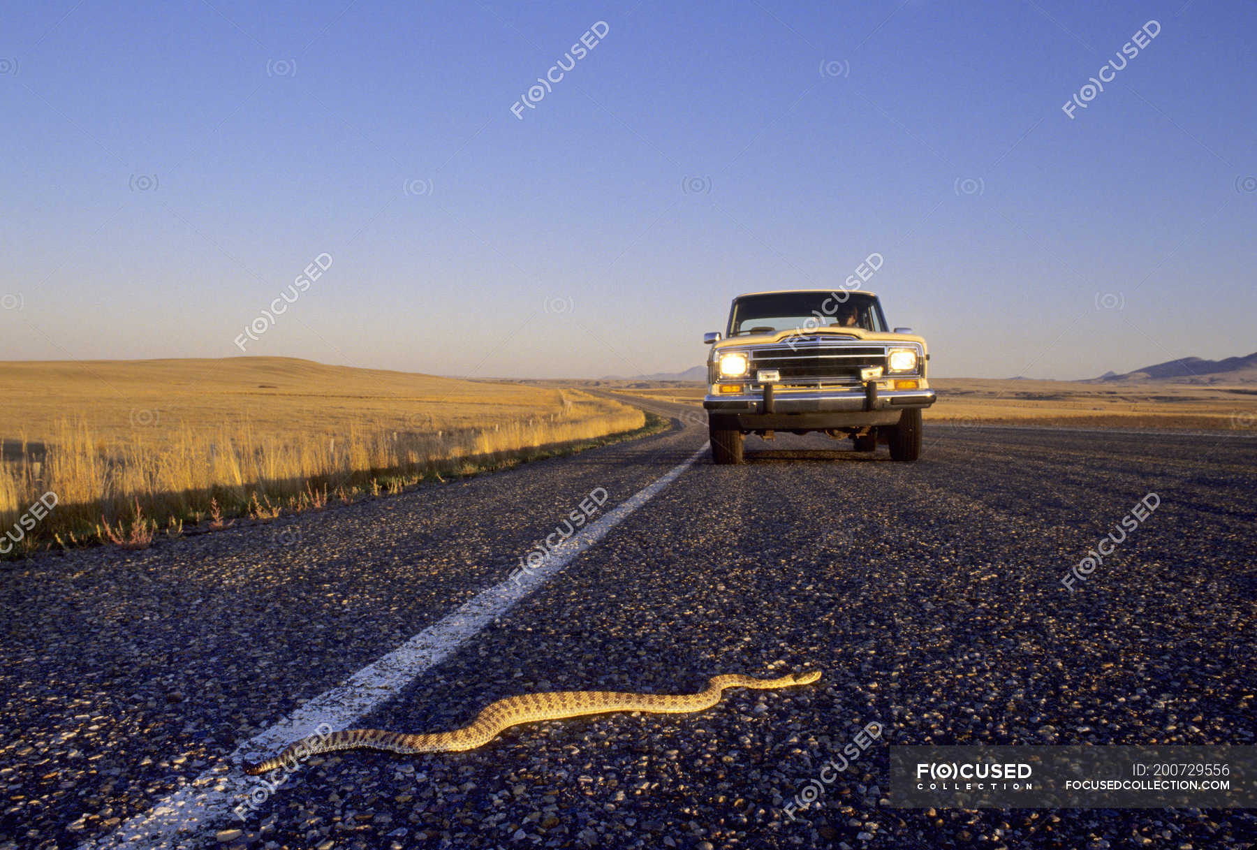 Prairie rattlesnake crossing highway in front of vehicle, southern Alberta, Canada — selective
