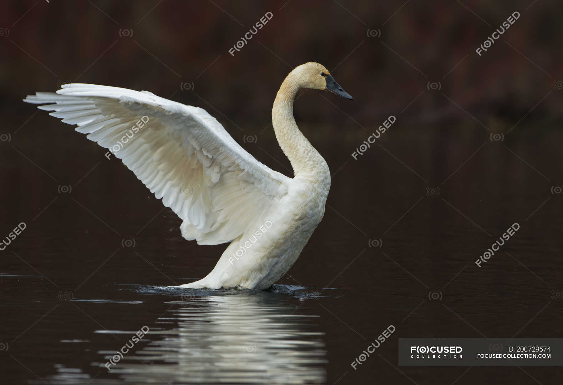 Swan Wings