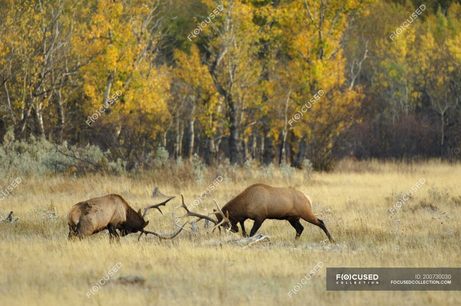 Elk deer fighting in forest of Waterton Lakes National Park, Canada ...