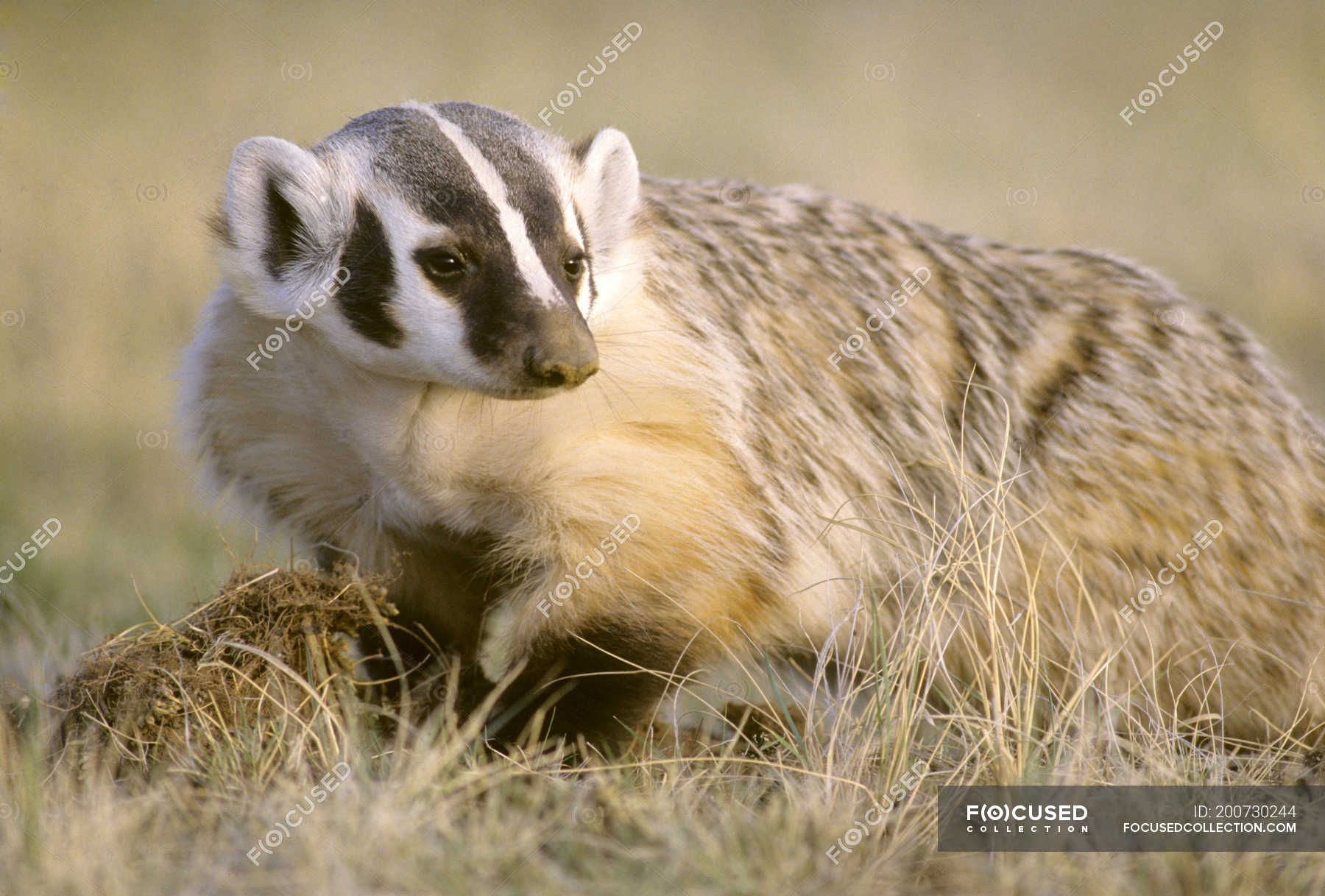 American badger digging burrow in prairie grassland, Alberta, Canada —  wild, zoology - Stock Photo | #200730244
