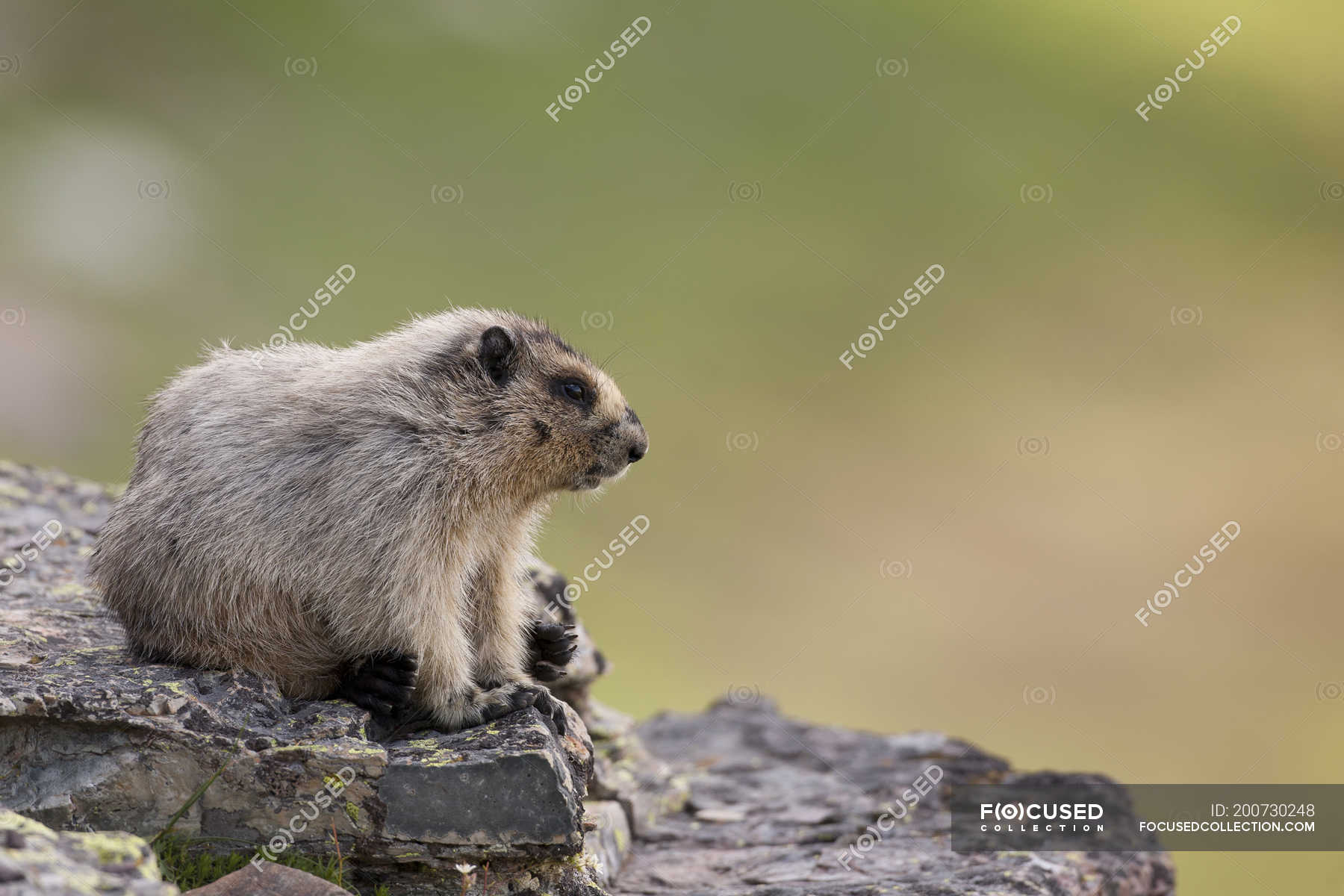 Hoary marmot sitting on rocks in Glacier National Park, Montana, USA ...