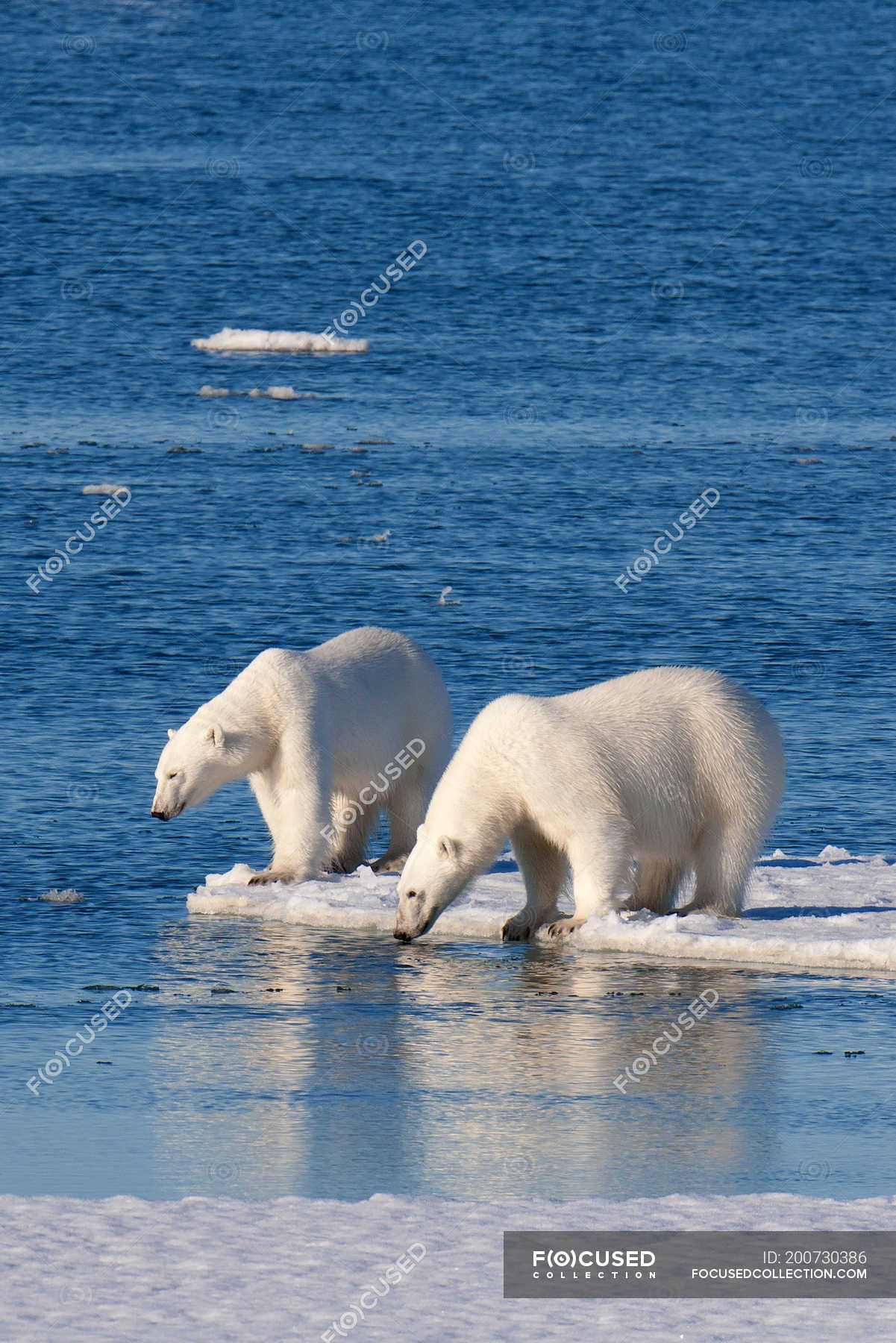 Two polar bears hunting on icy shore of Svalbard Archipelago, Norwegian ...