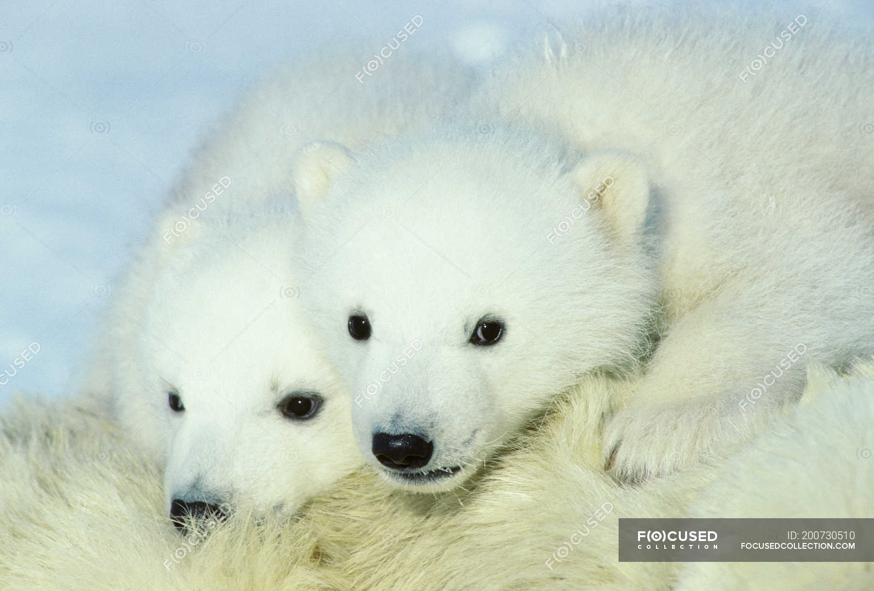 polar bears cuddling