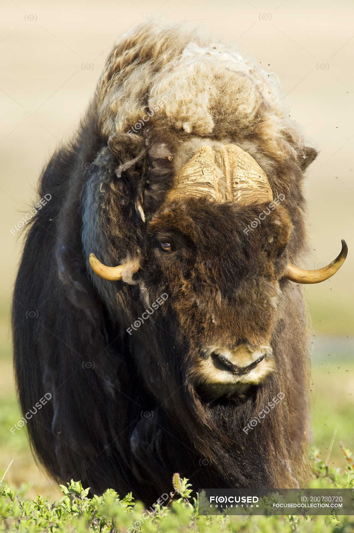Muskox bull eating willow bushes, Victoria Island, Nunavut, Arctic