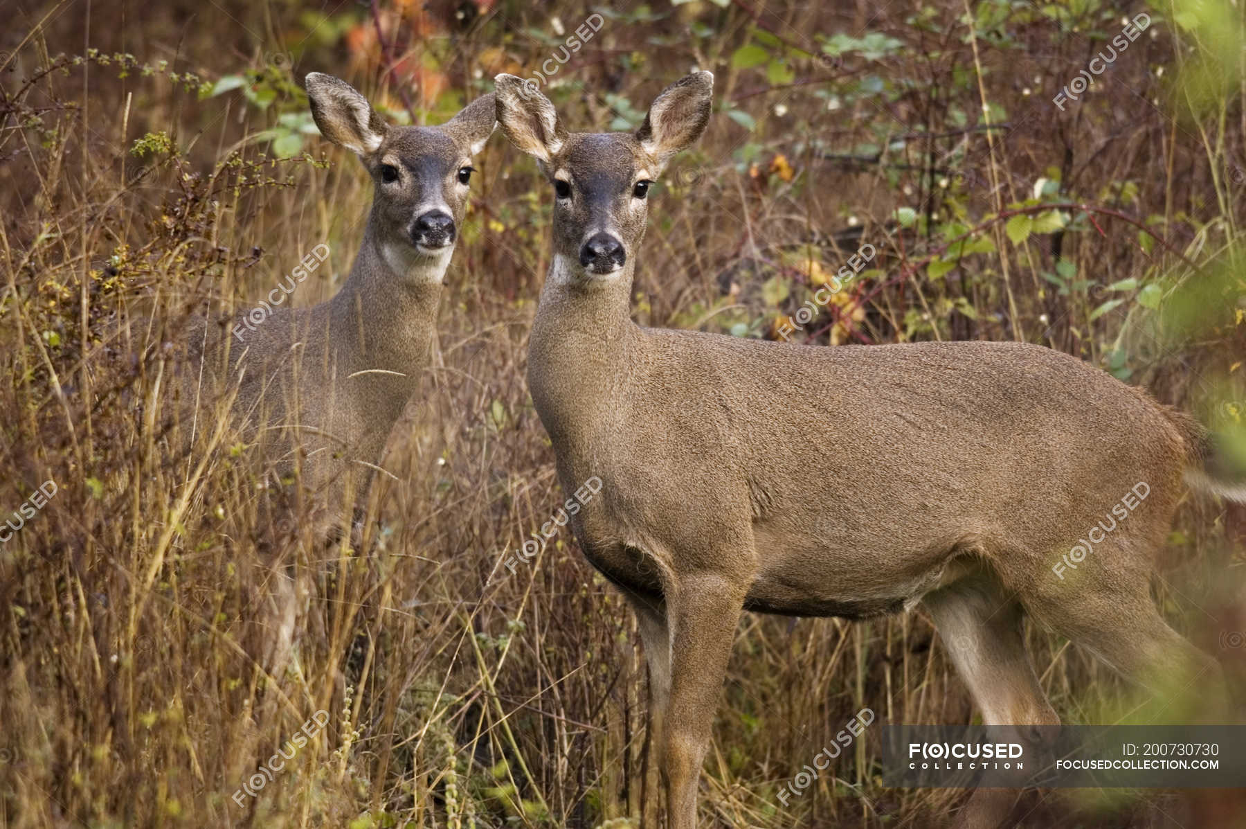 Two female Mule Deer in autumn bushes — animals, idyllic - Stock Photo ...