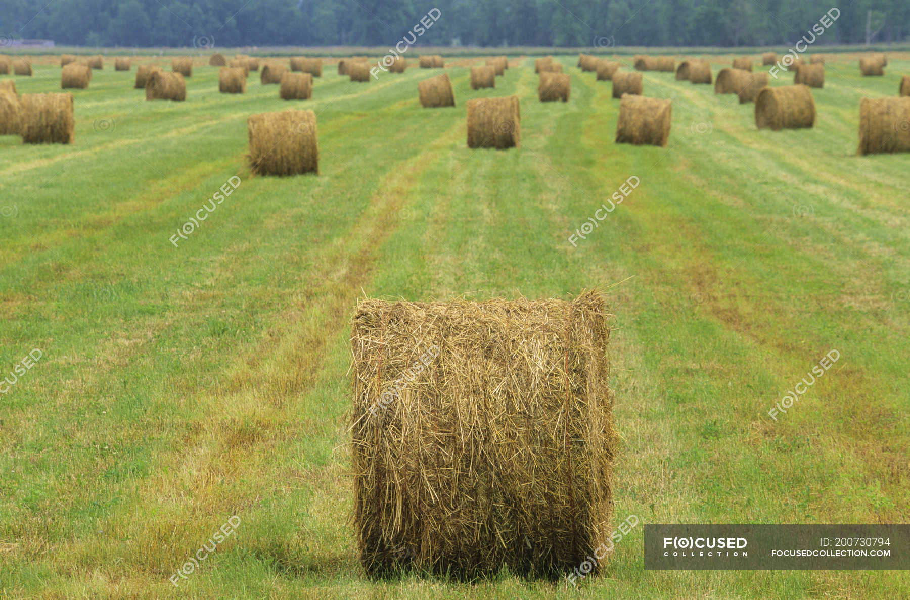 Hay Bales In Field By Georgian Bay Bruce Township Ontario Canada Daylight Travel Stock Photo