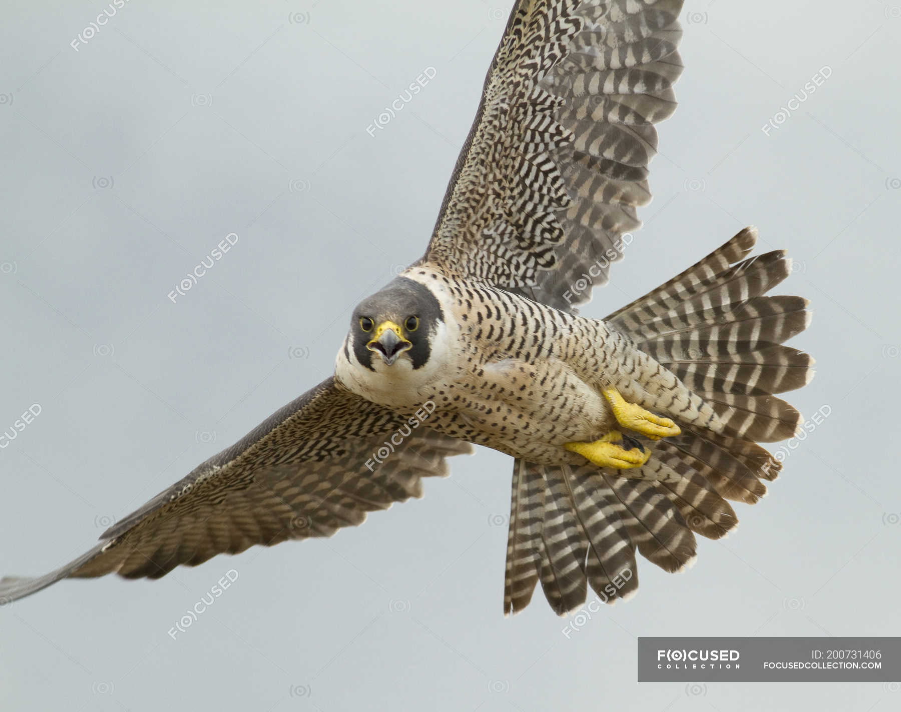 peregrin falcon flying