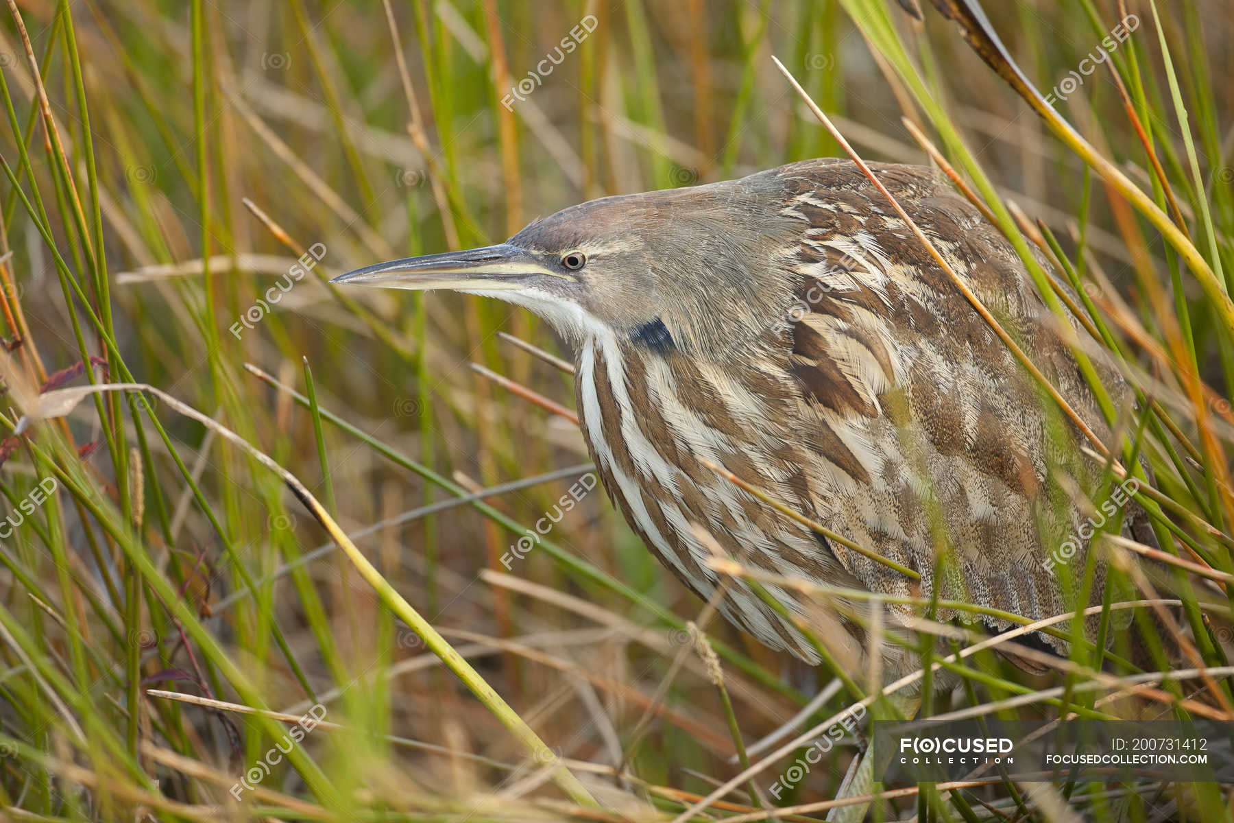 American bittern hiding in grass, close-up. — close ups, Non Urban ...