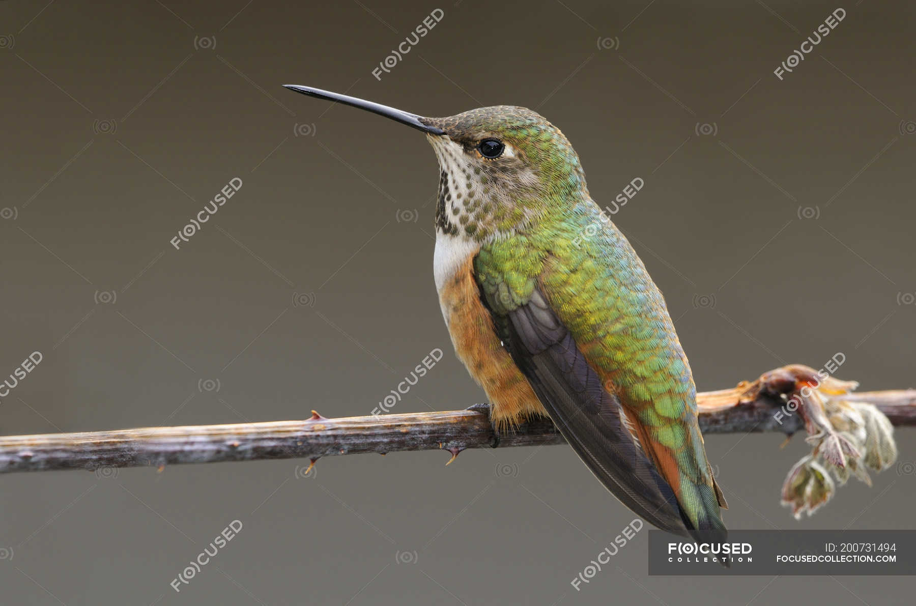 Rufous hummingbird perching on tree branch outdoors, closeup. — Full