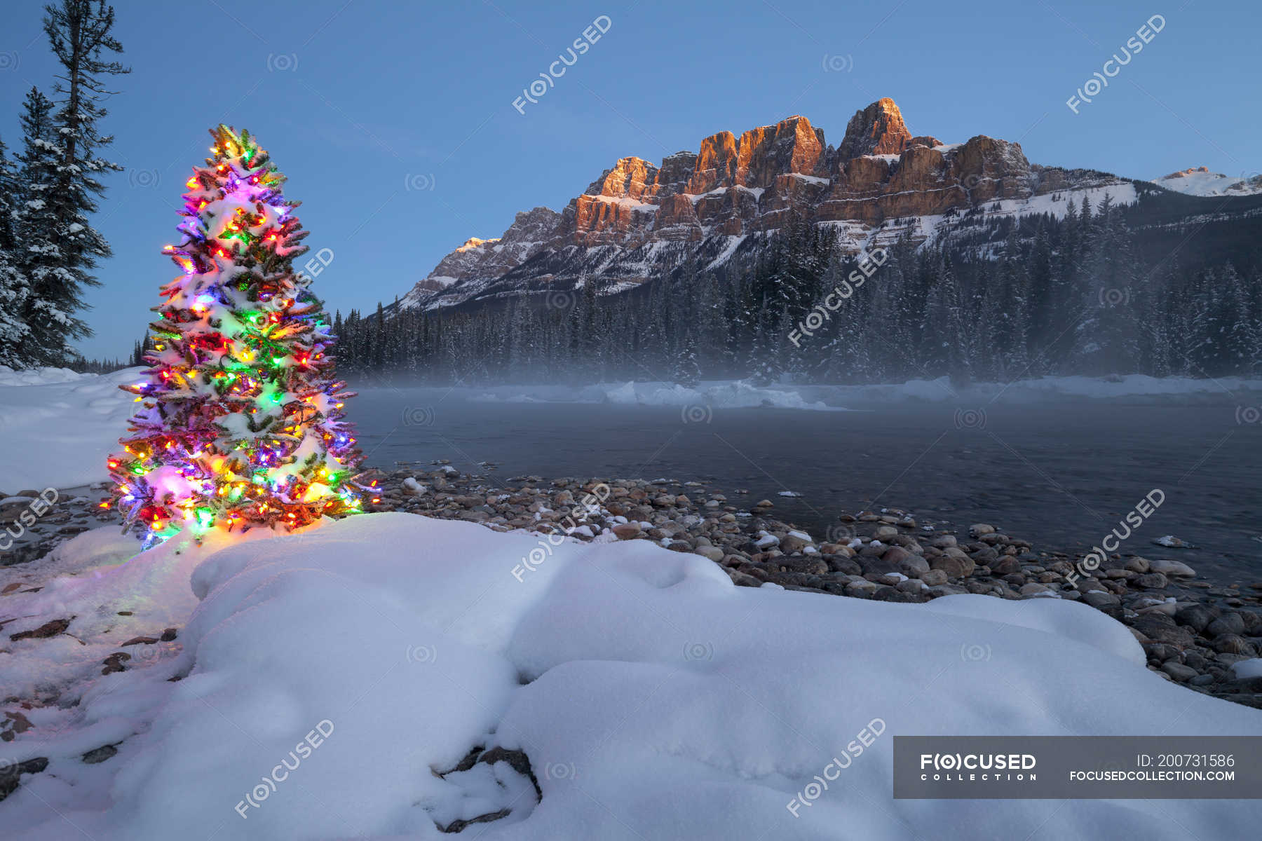 Christmas tree at bank of Bow River in winter with Castle Mountain