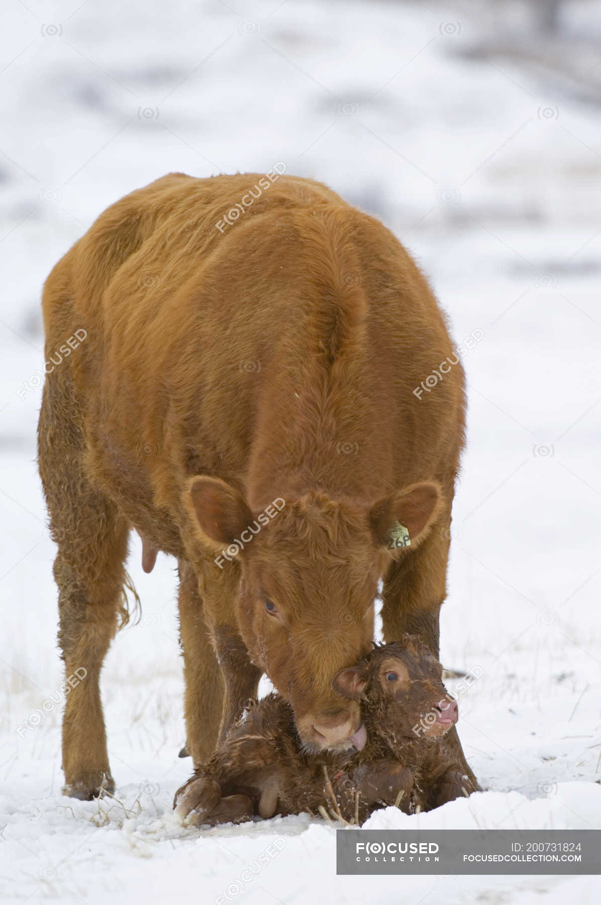 Red angus cow with newborn calf on ranch in southwest Alberta, Canada