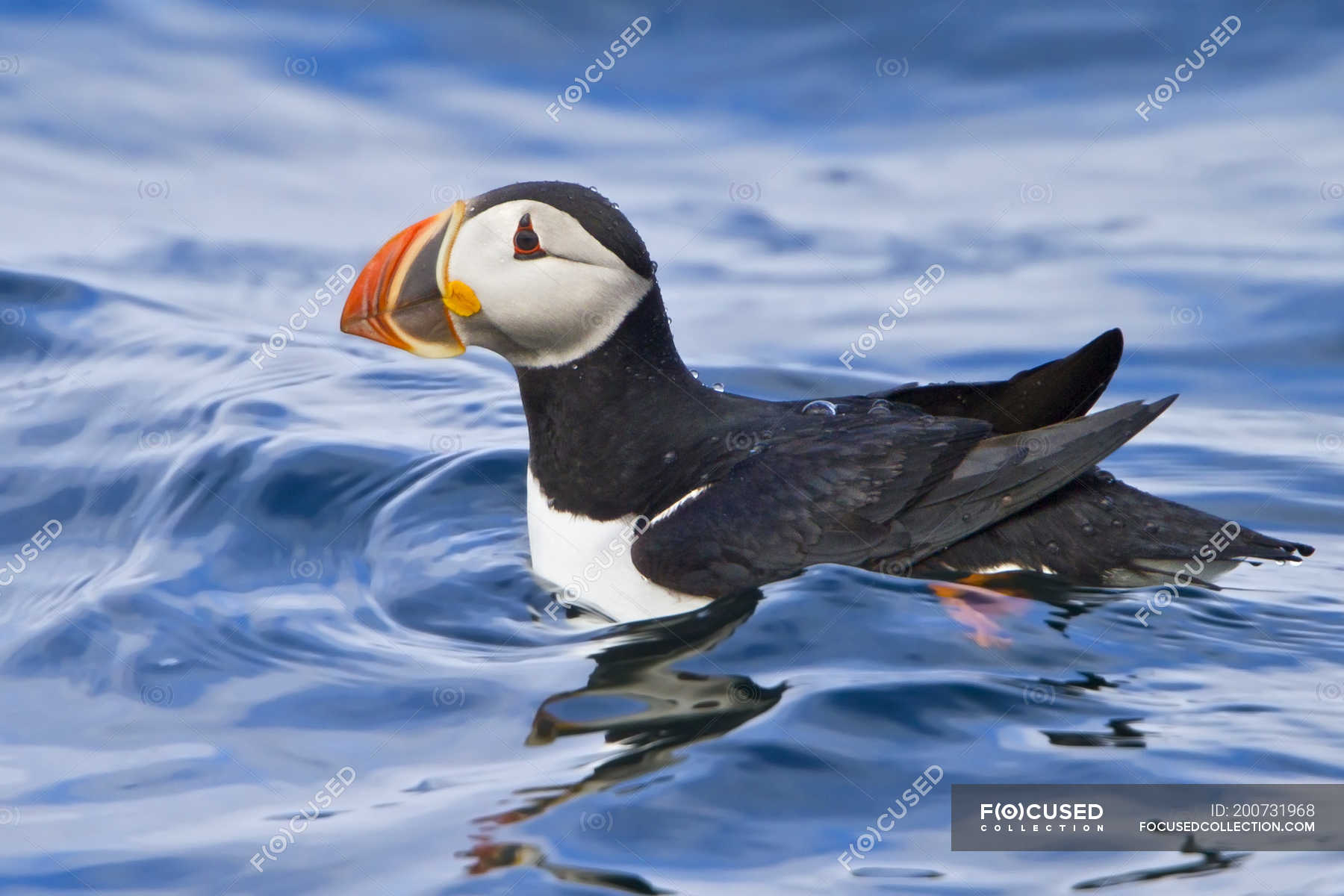 Atlantic Puffin Swimming In Ocean Water Close Up — Reflection Auk