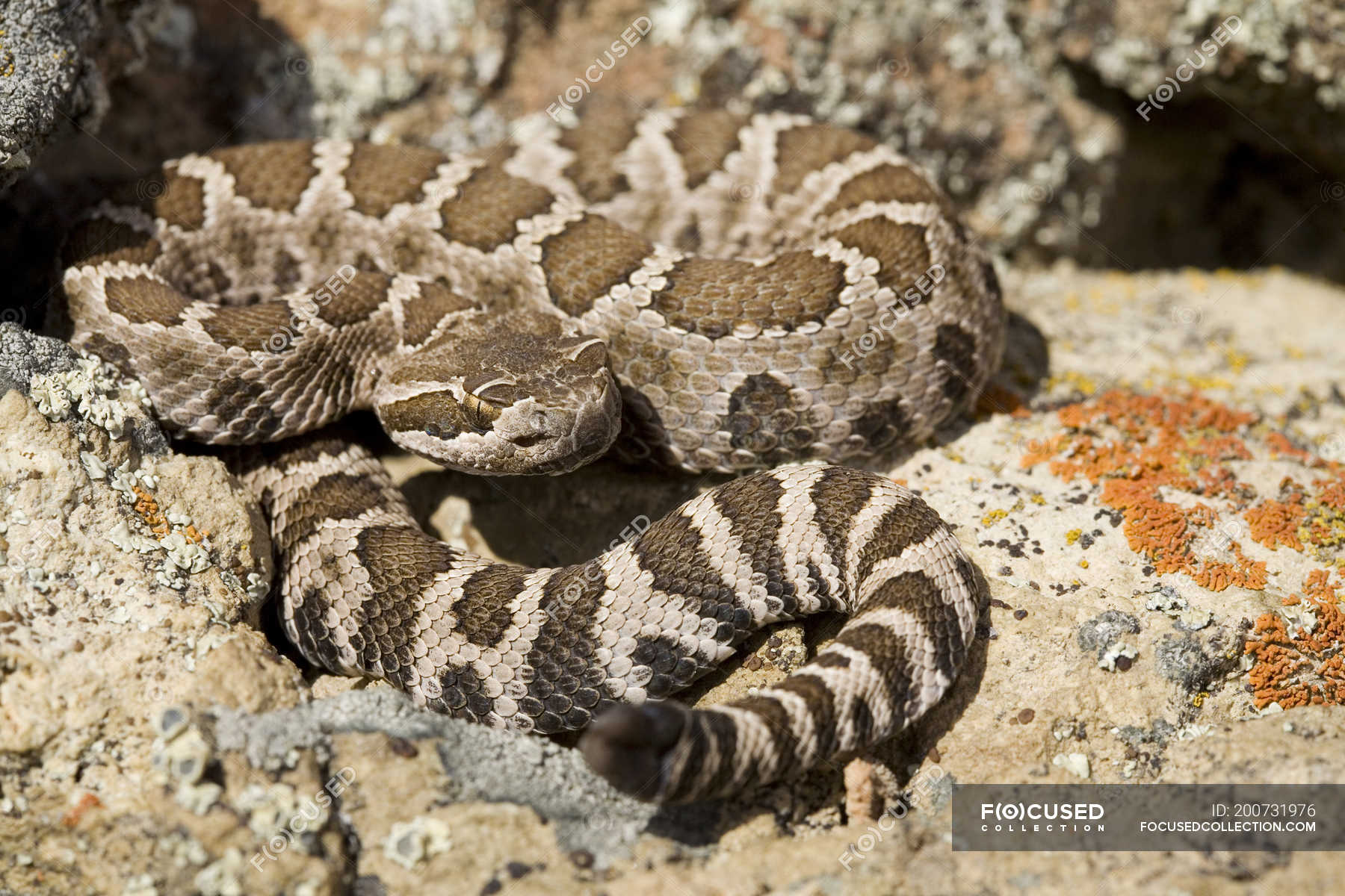 Western Rattlesnake On Rocks In Okanagan British Columbia Canada