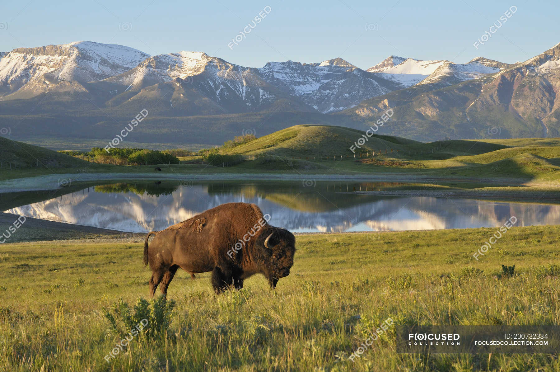 Животные прикубанской равнины. ЗУБР пейзаж. Прикубанская равнина животные. Mountain Buffalo.