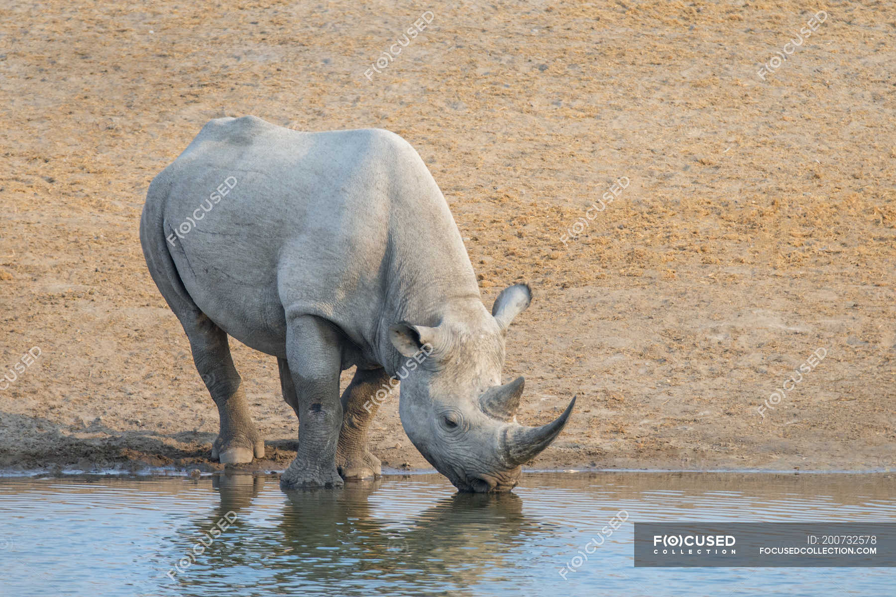 Water rhino Rhino Removal